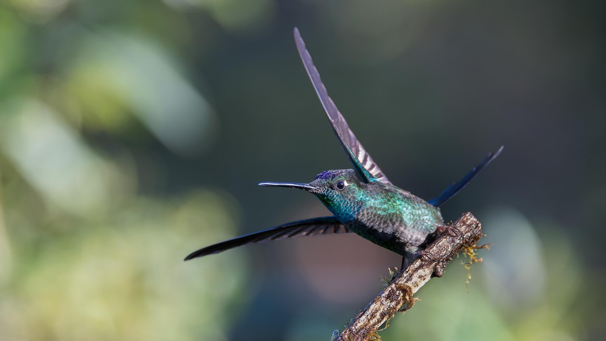 Talamanca Hummingbird - John Andersen