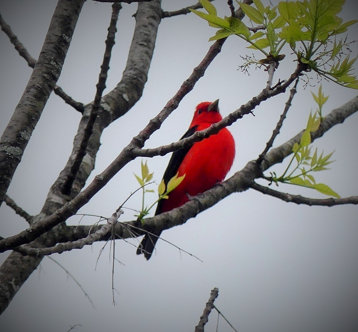 Scarlet Tanager - ML619617551