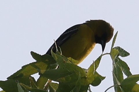 Orchard Oriole - Duane Yarbrough