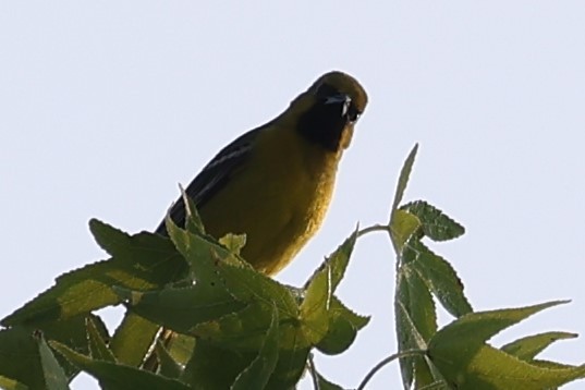 Orchard Oriole - Duane Yarbrough