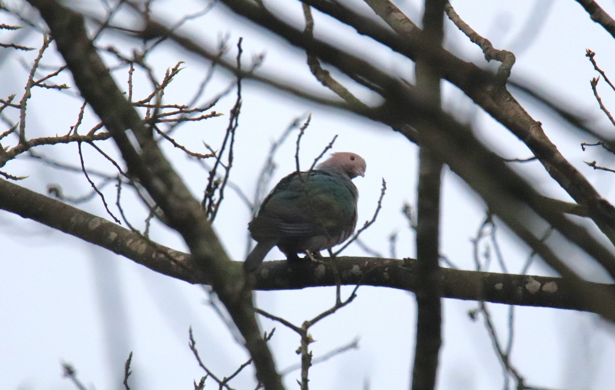 Green Imperial-Pigeon - Praveen H N