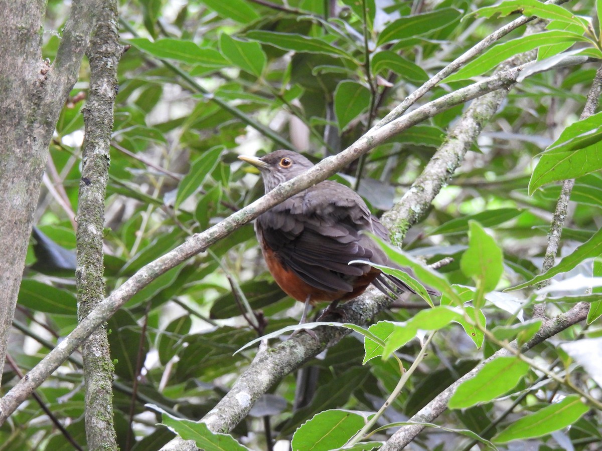 Rufous-bellied Thrush - Silvana Mallo