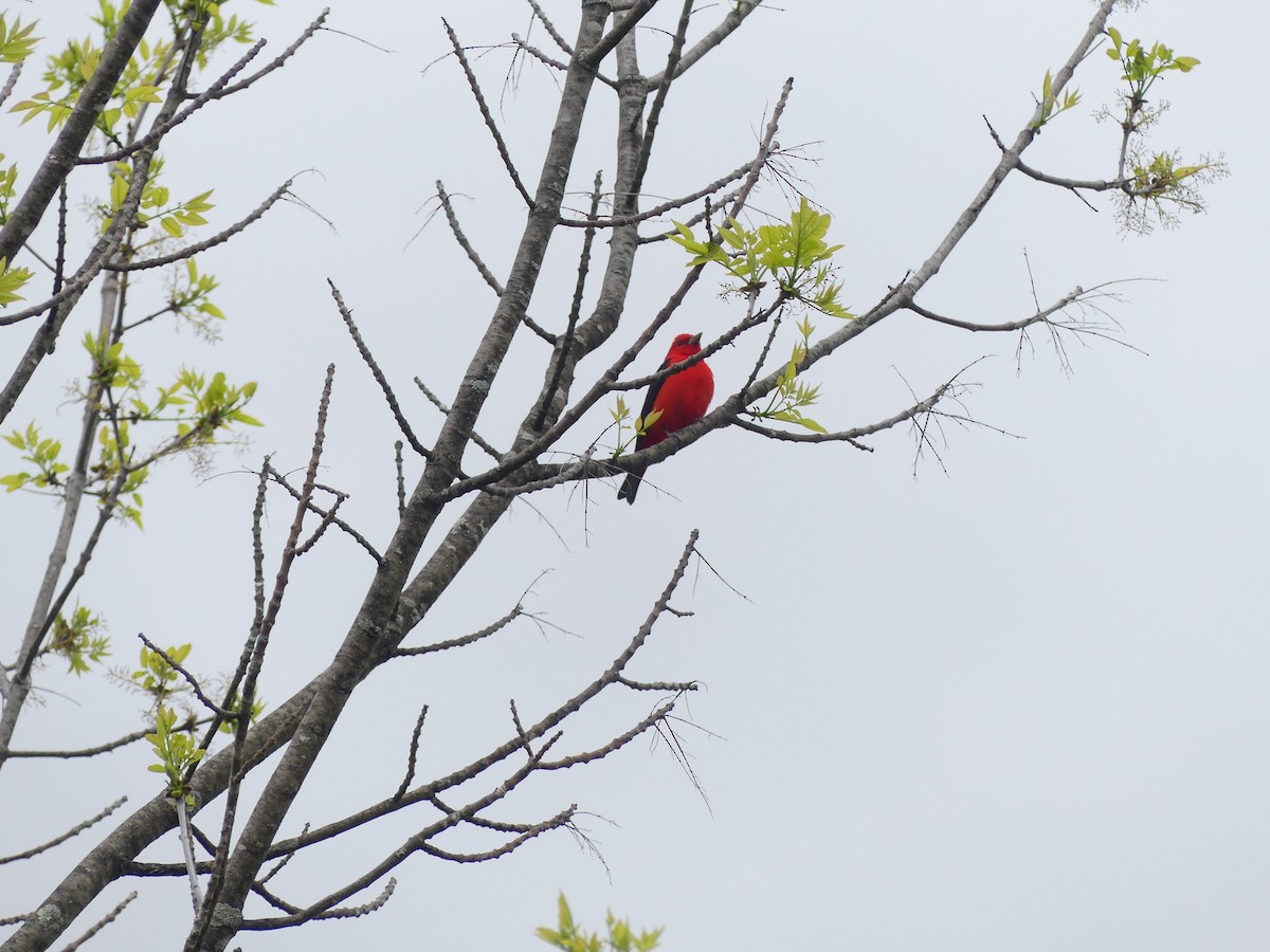 Scarlet Tanager - ML619617558
