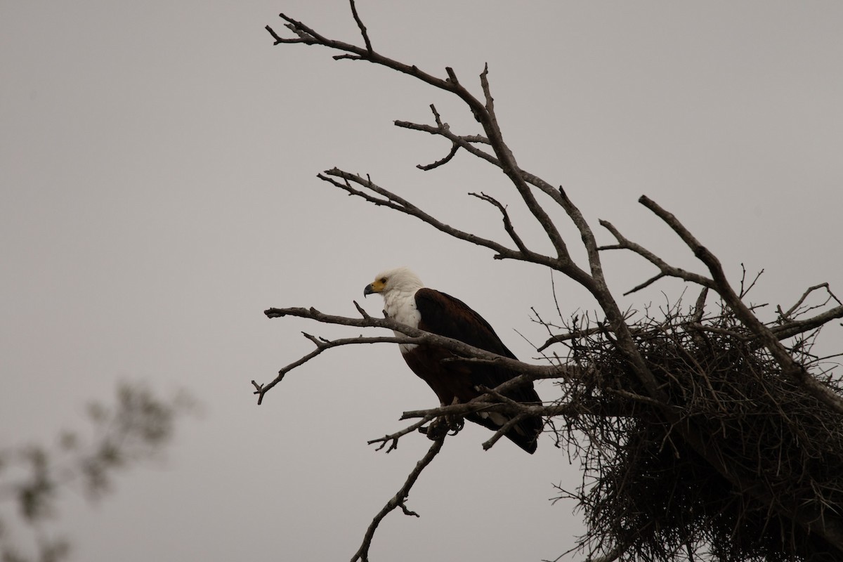 African Fish-Eagle - Christiaen MOUS