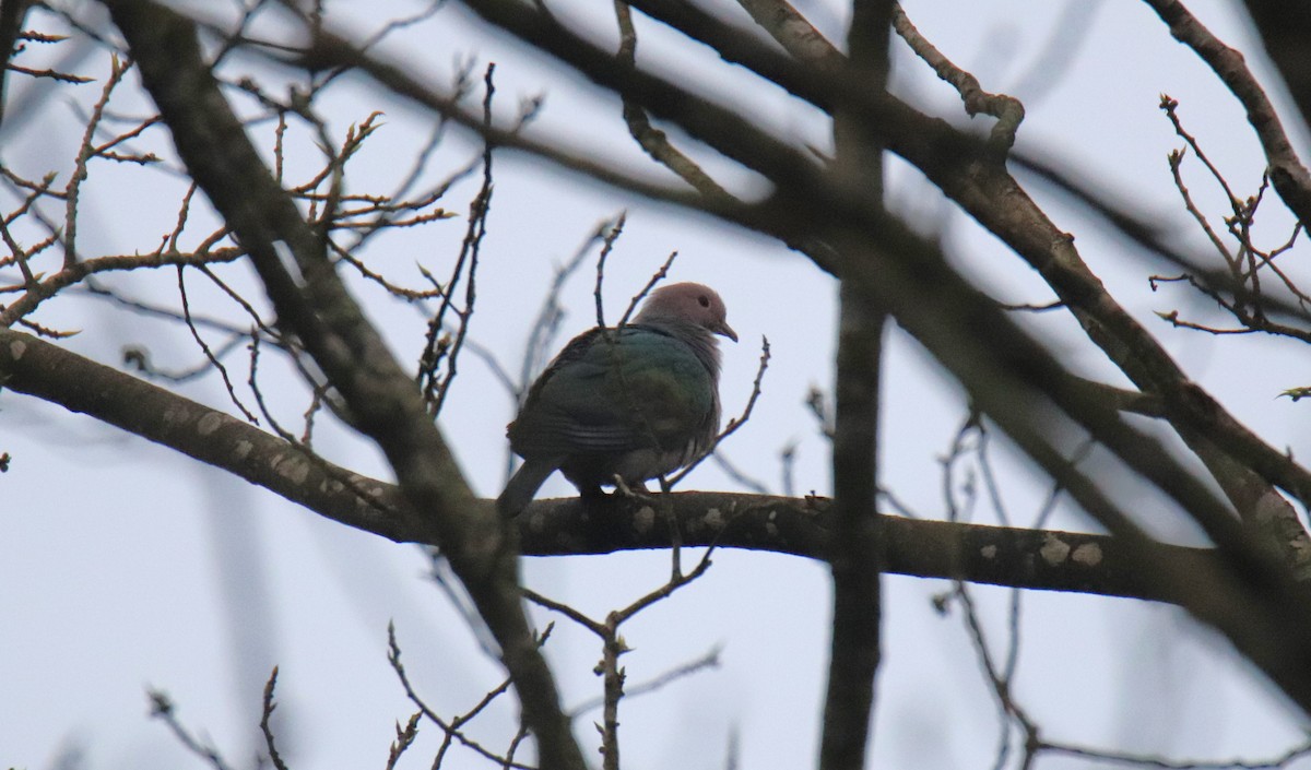 Green Imperial-Pigeon - ML619617569