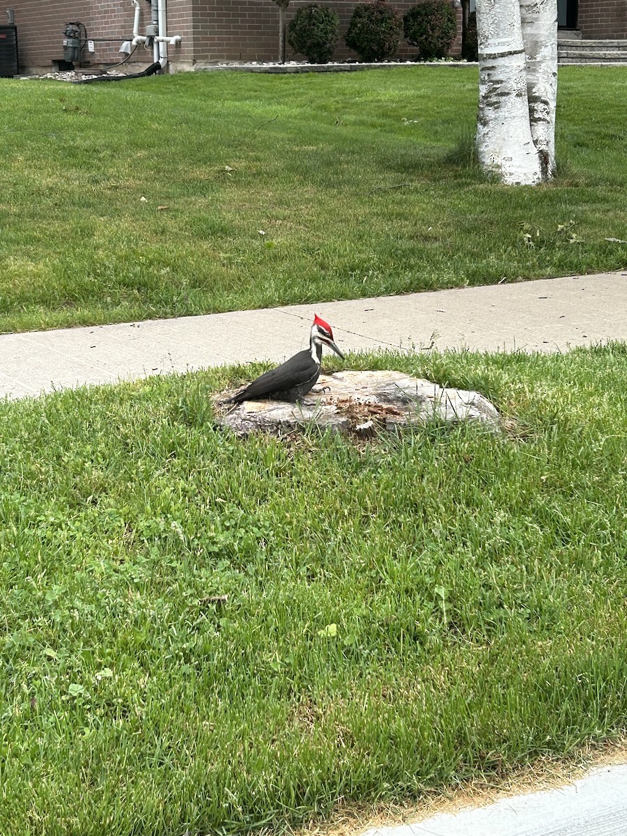 Pileated Woodpecker - Adrianna Ramsay