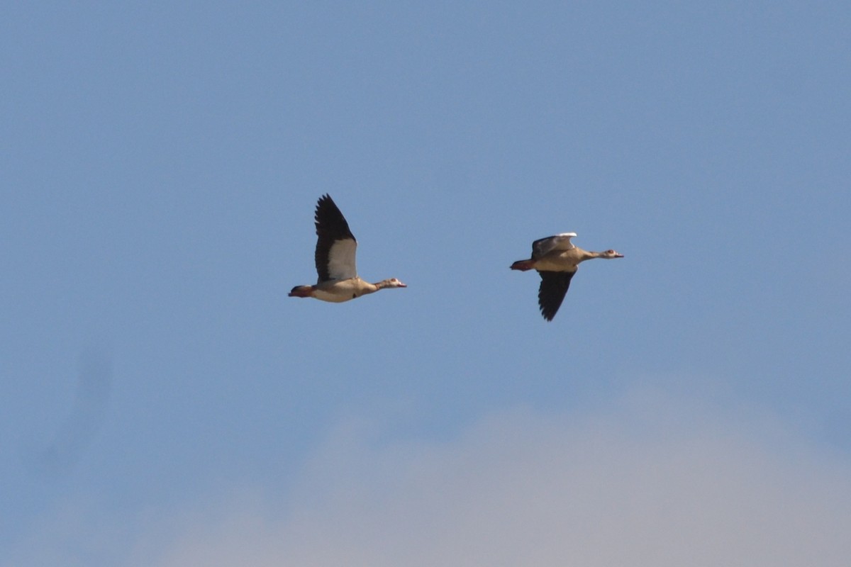 Egyptian Goose - Paulo  Roncon