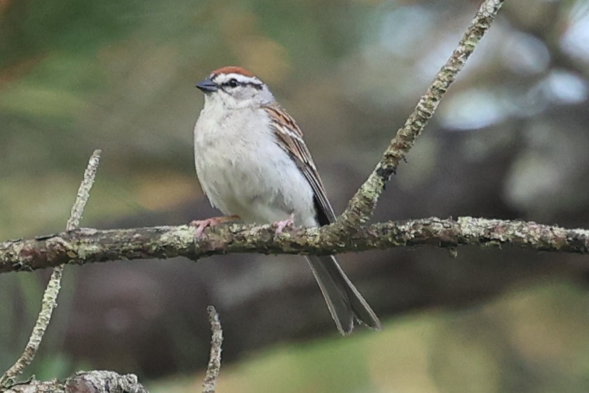 Chipping Sparrow - Duane Yarbrough