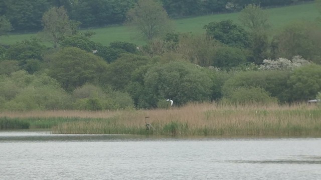 White-winged Tern - ML619617587