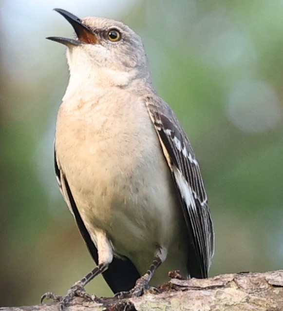 Northern Mockingbird - Duane Yarbrough