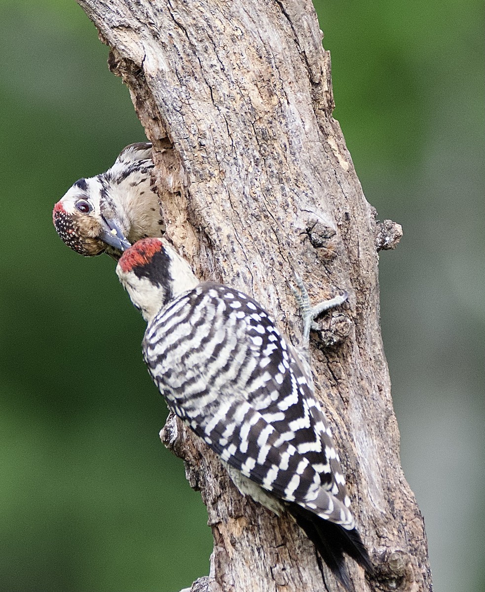 Ladder-backed Woodpecker - Pauline Yeckley