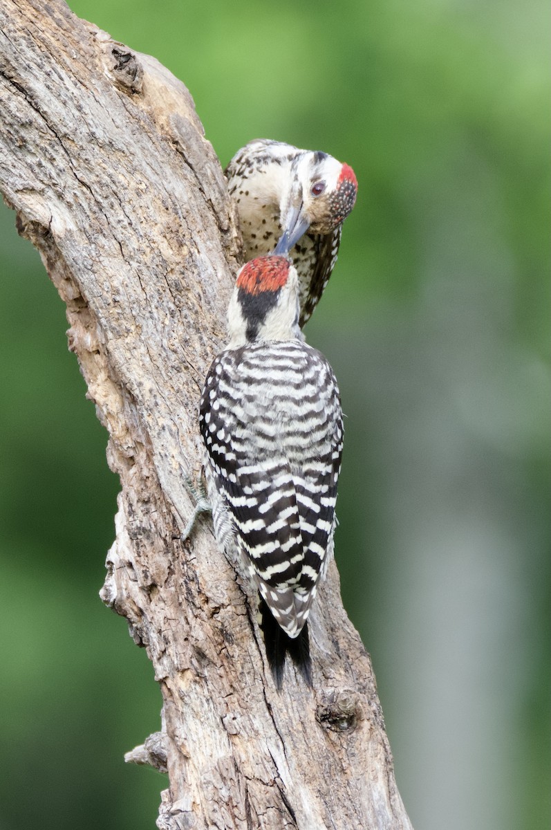 Ladder-backed Woodpecker - Pauline Yeckley
