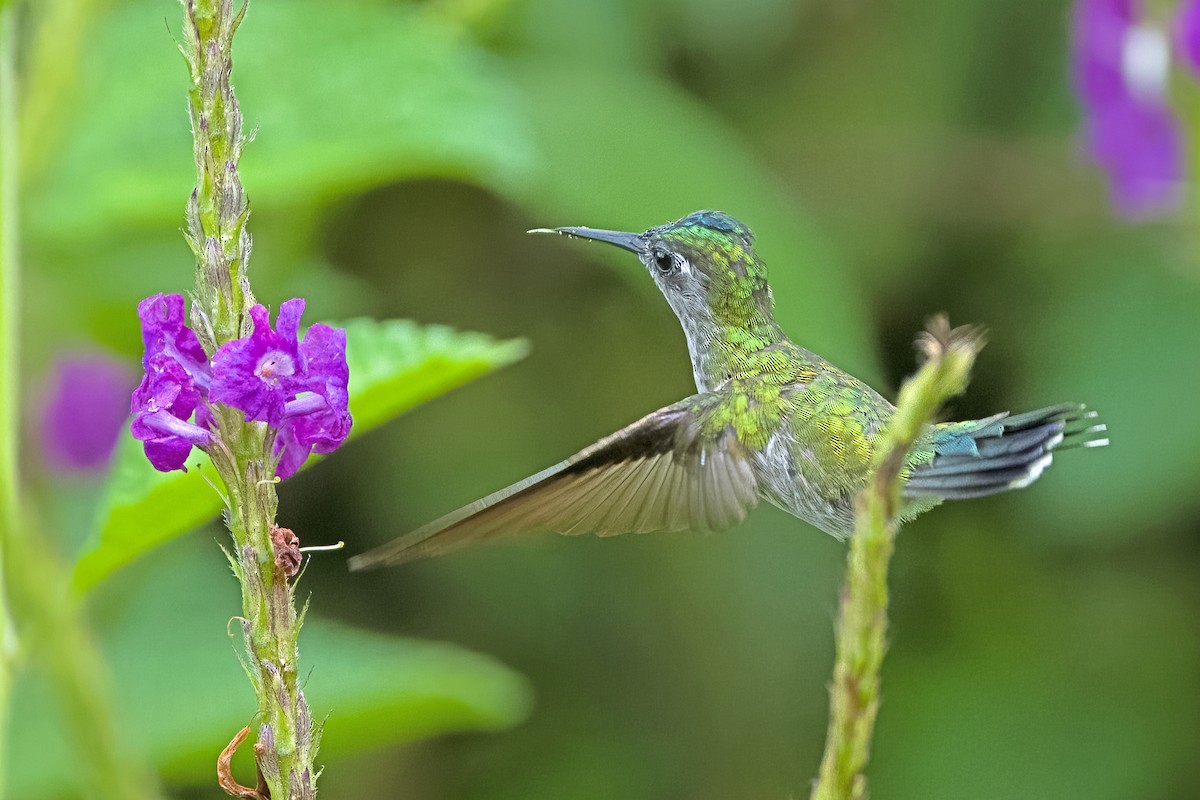 Violet-headed Hummingbird - Vic Hubbard