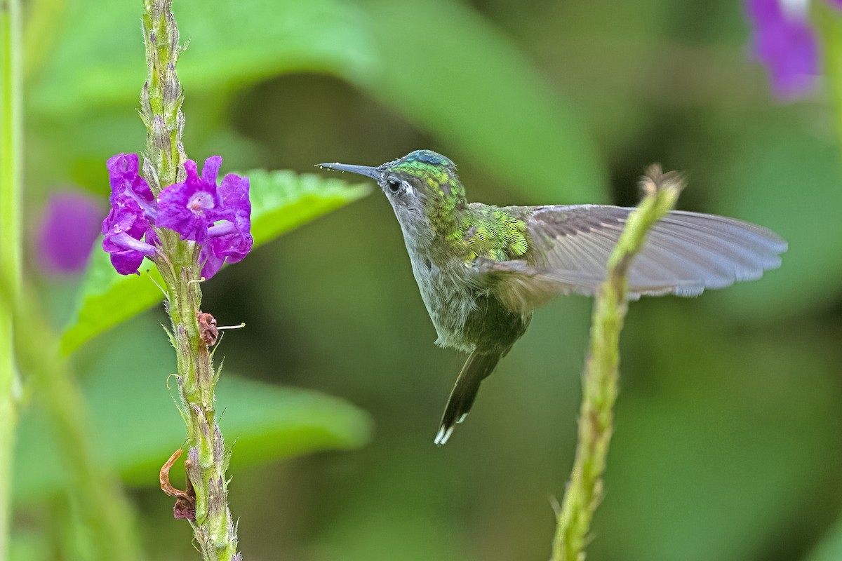Violet-headed Hummingbird - Vic Hubbard