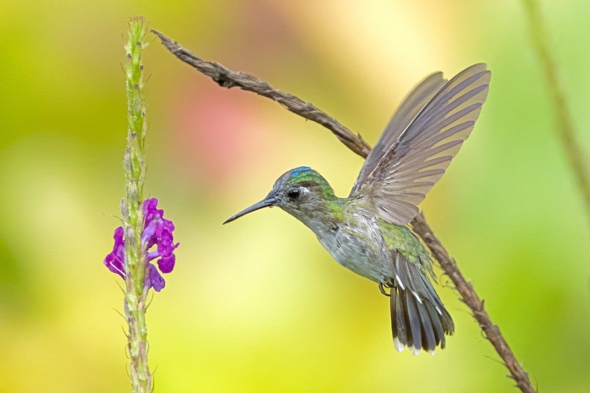 Violet-headed Hummingbird - Vic Hubbard