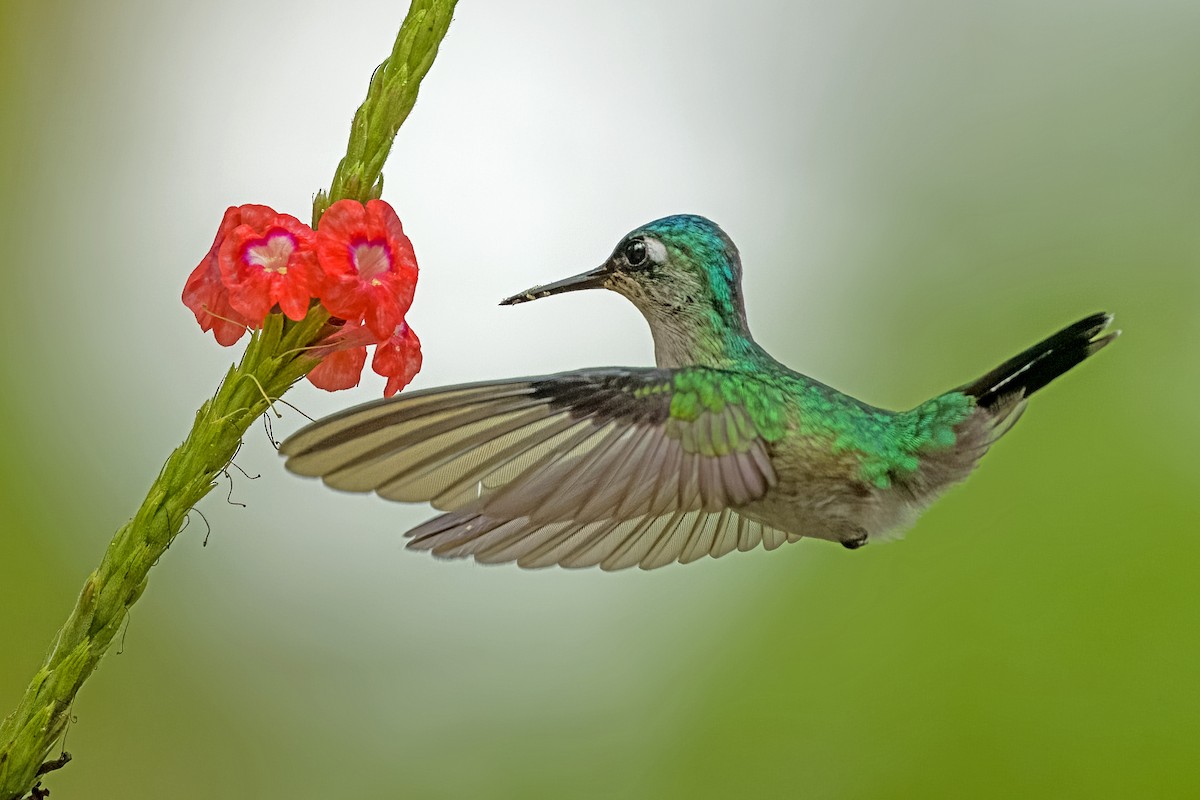 Violet-headed Hummingbird - Vic Hubbard