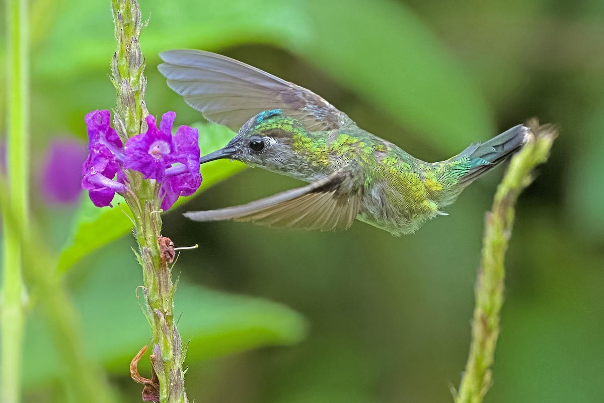 Violet-headed Hummingbird - Vic Hubbard