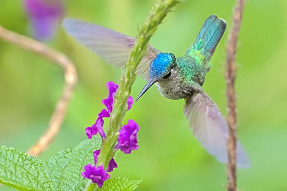 Violet-headed Hummingbird - Vic Hubbard