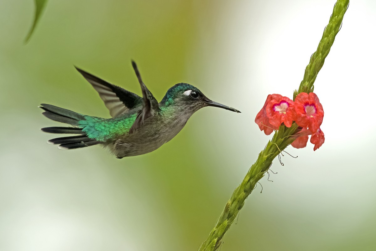 Violet-headed Hummingbird - Vic Hubbard