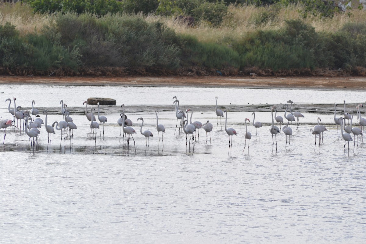 Greater Flamingo - Paulo  Roncon