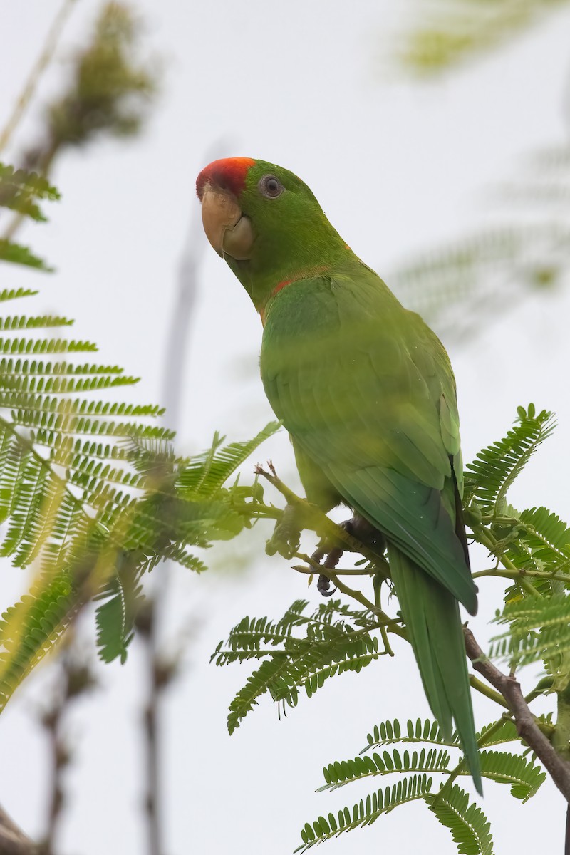 Scarlet-fronted Parakeet - Jhonathan Miranda - Wandering Venezuela Birding Expeditions