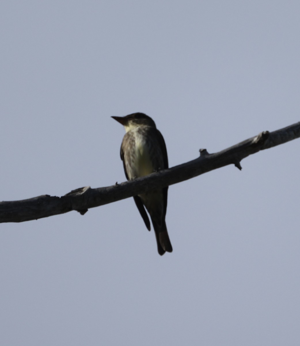 Olive-sided Flycatcher - Ross Sormani