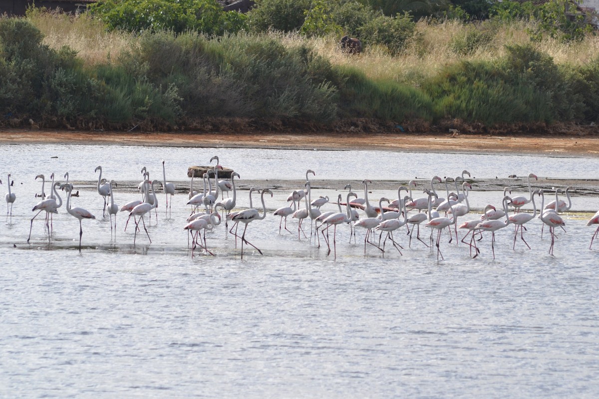Greater Flamingo - Paulo  Roncon