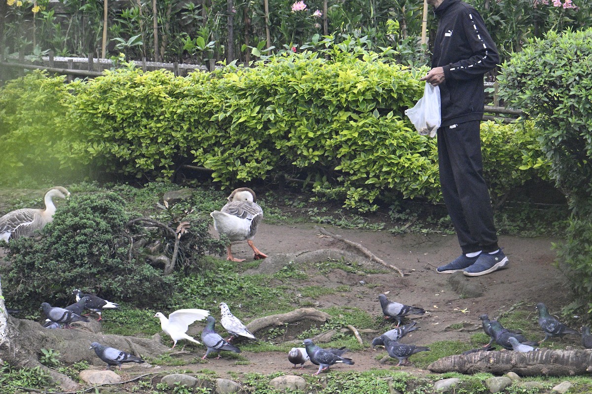 Rock Pigeon (Feral Pigeon) - ML619617636