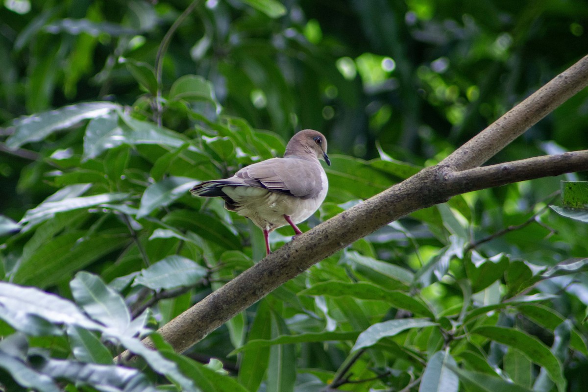 White-tipped Dove - FREDY HERNAN VALERO