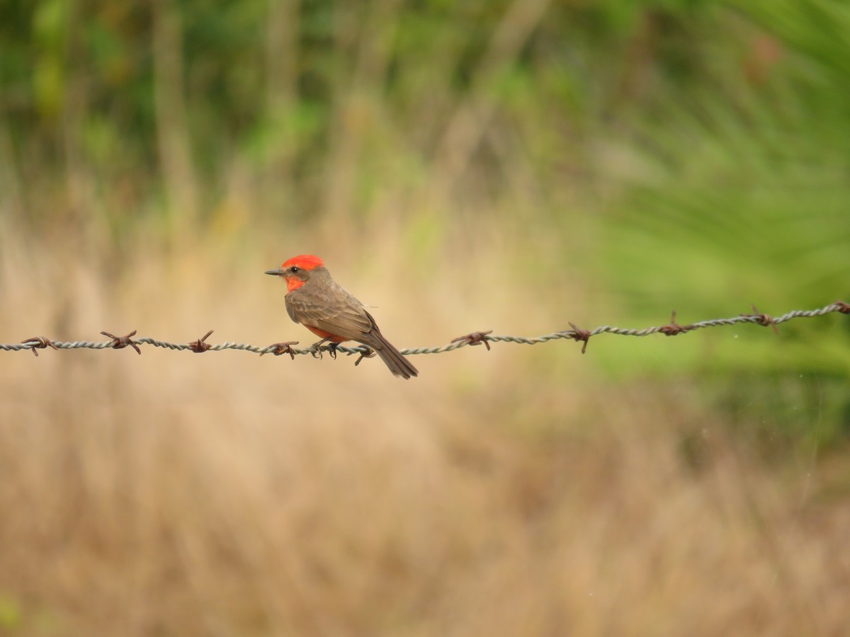 Vermilion Flycatcher - Sam Holcomb