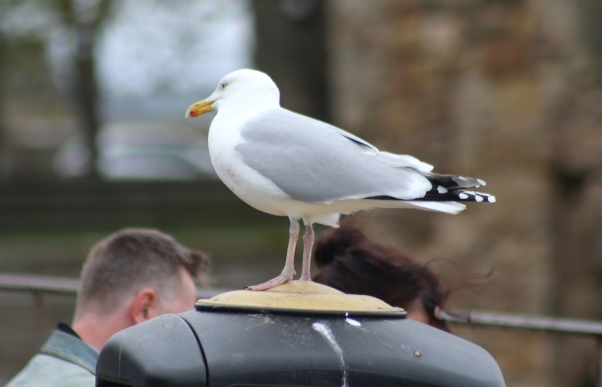 Herring Gull - Debi Watson