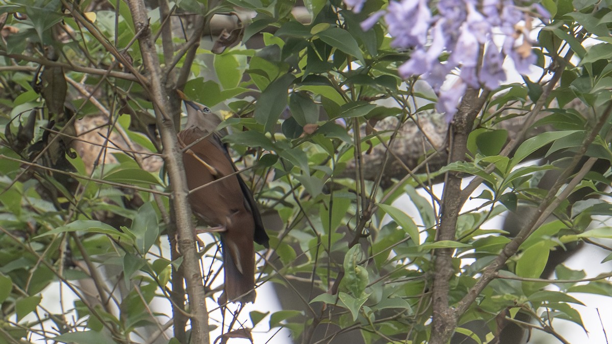 Chestnut-tailed Starling - Vikas Pawar