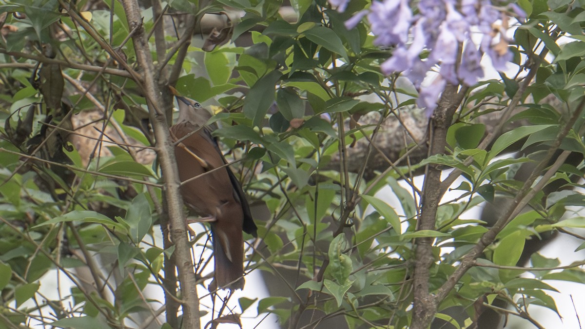 Chestnut-tailed Starling - ML619617647