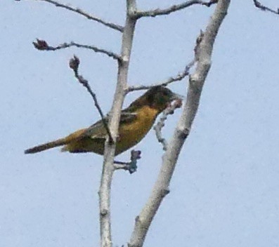 Baltimore Oriole - Marie Grenon