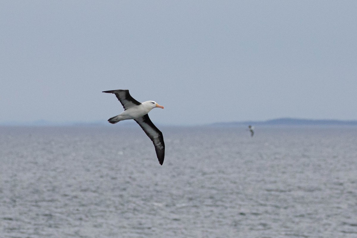 Albatros à sourcils noirs - ML619617658