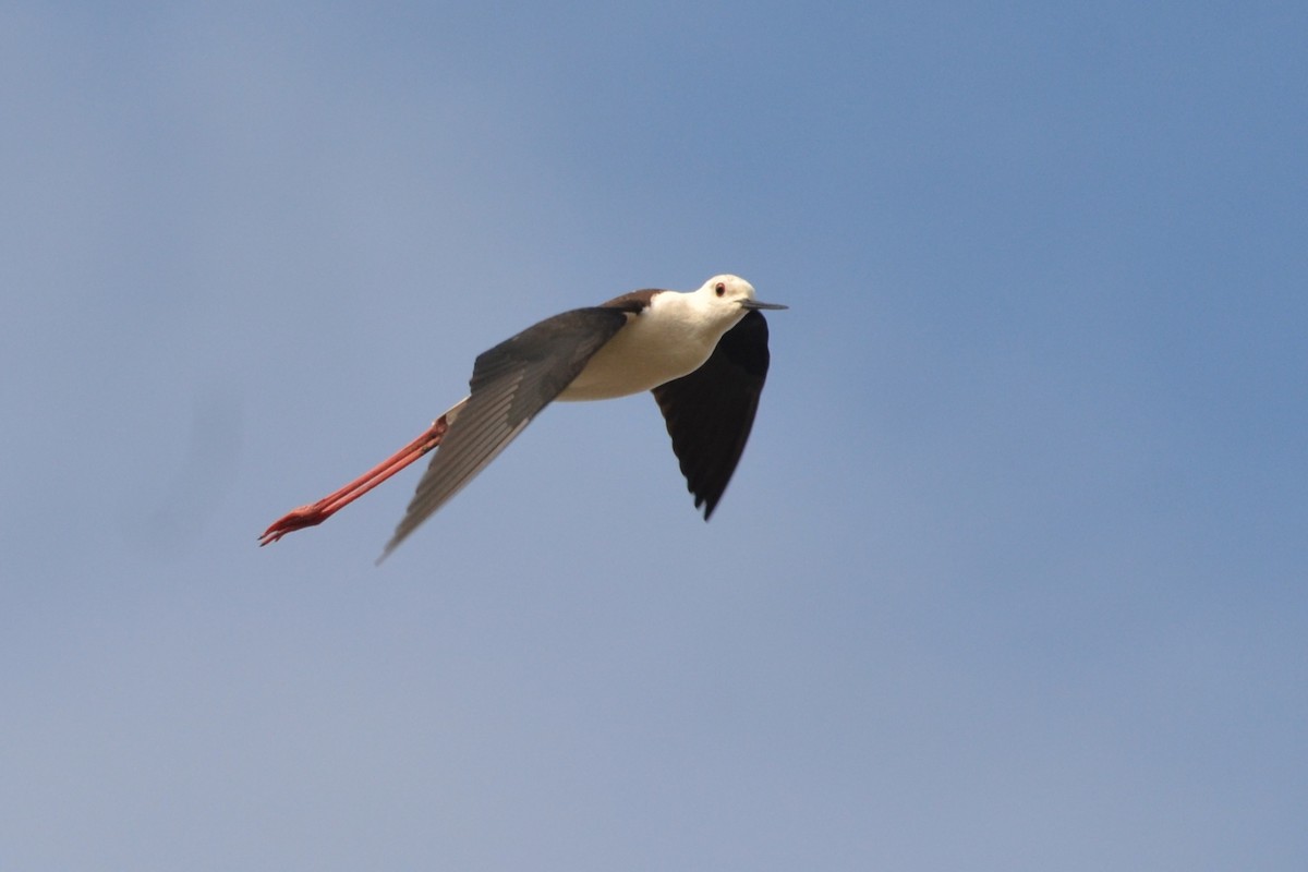 Black-winged Stilt - ML619617659