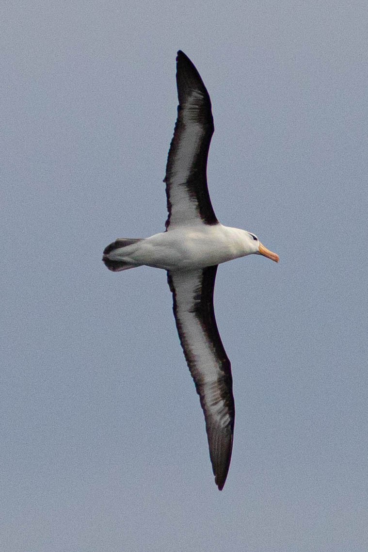 Чернобровый альбатрос - ML619617660