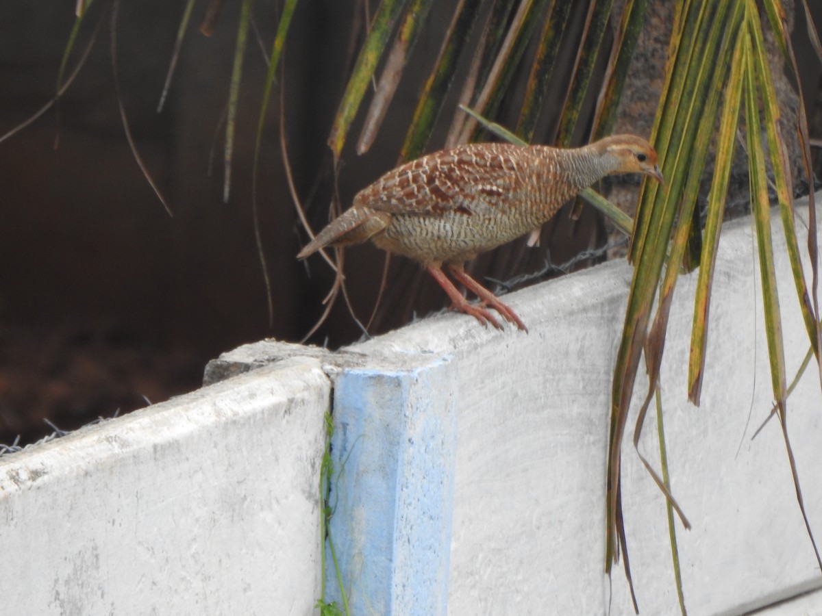 Gray Francolin - Arulvelan Thillainayagam