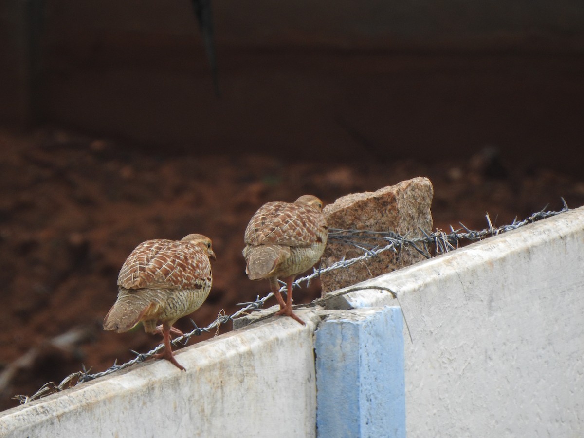 Gray Francolin - ML619617676