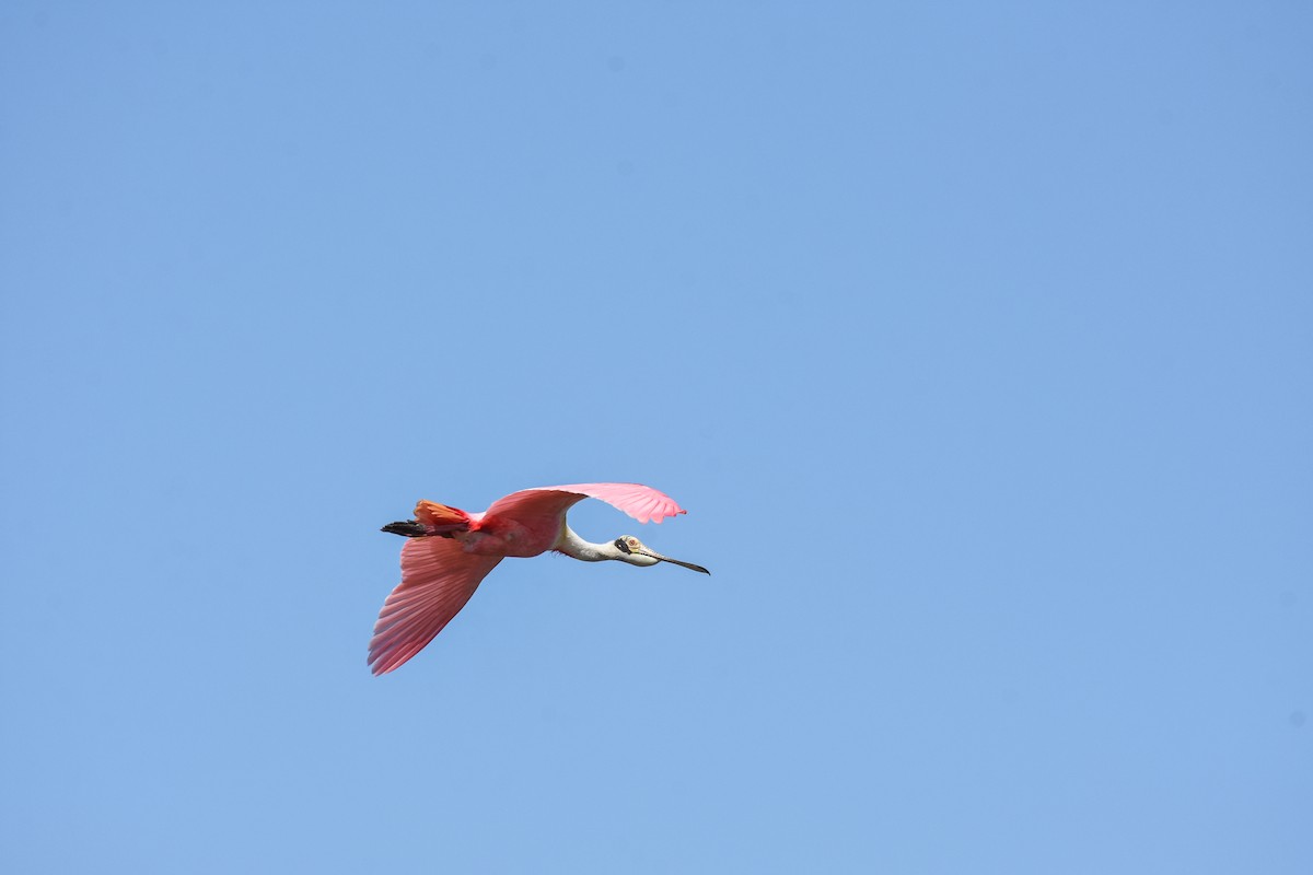 Roseate Spoonbill - ML619617679