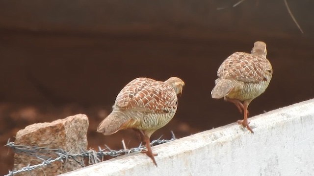 Gray Francolin - ML619617691