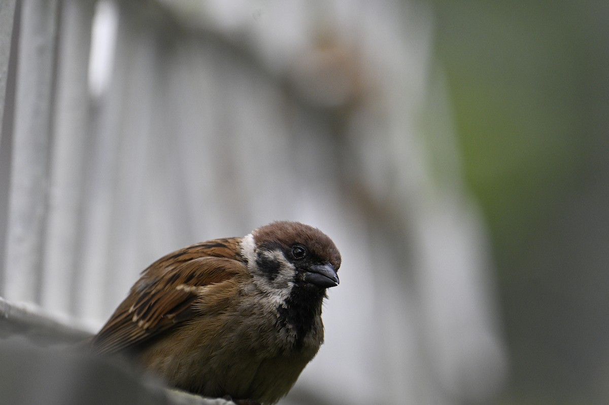Eurasian Tree Sparrow - Vikas Pawar