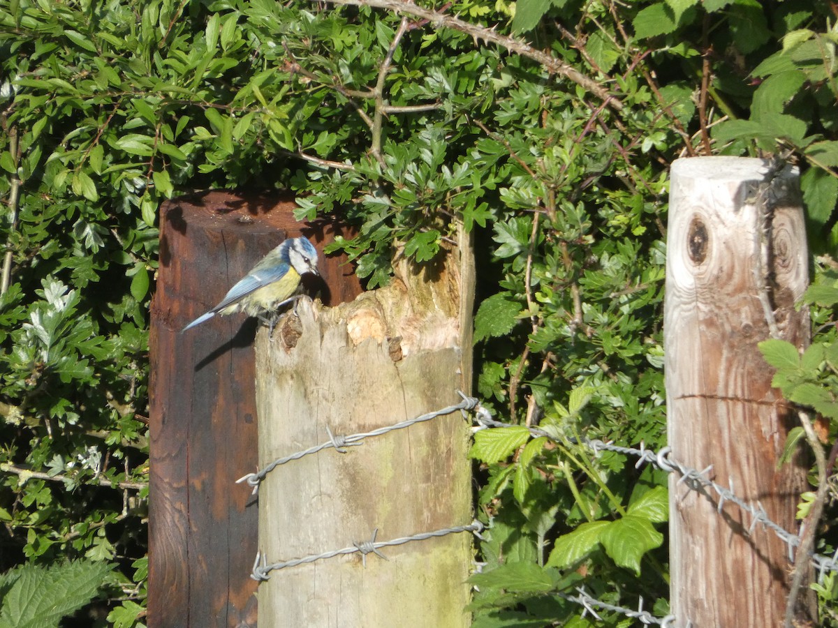 Eurasian Blue Tit - Josh Hedley