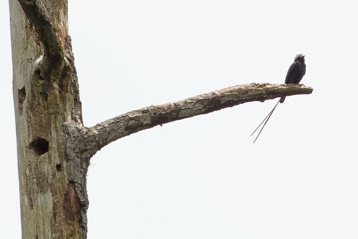 Long-tailed Tyrant - Vic Hubbard