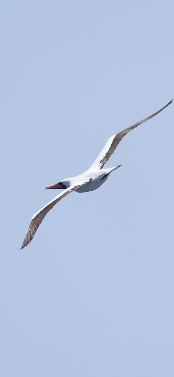 Nazca Booby - ML619617707