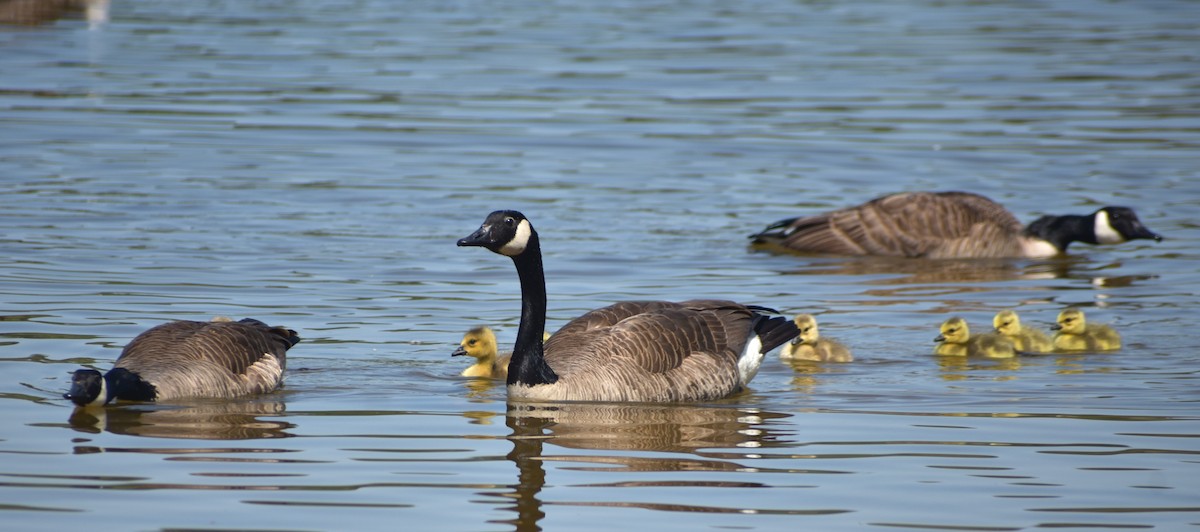 Canada Goose - Michele Miller