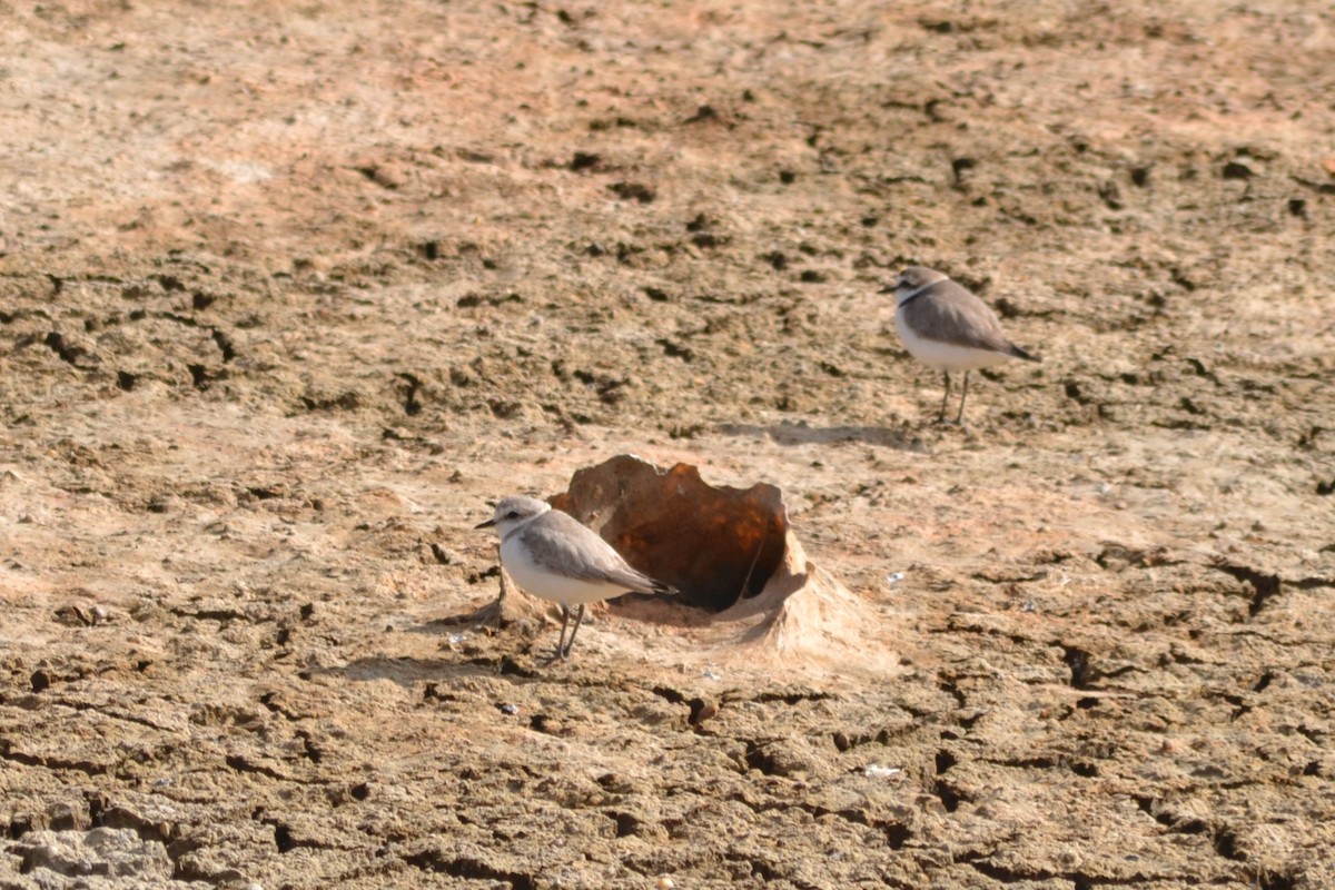 Kentish Plover - Paulo  Roncon