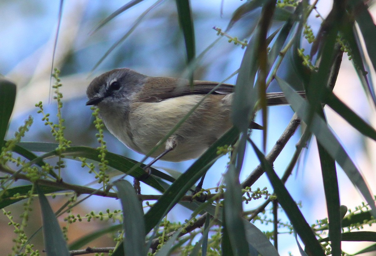 Brown Gerygone - ML61961771