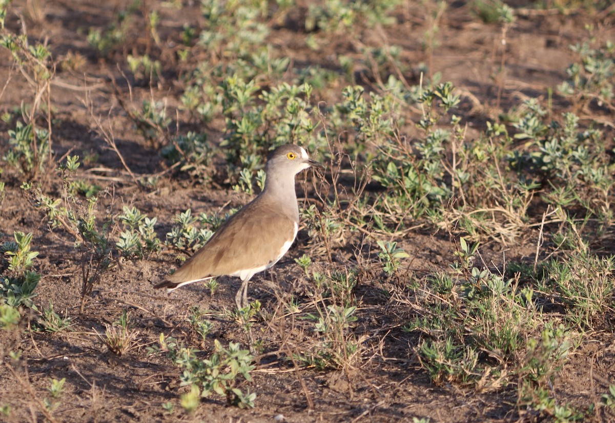 Weißkehlkiebitz - ML619617710