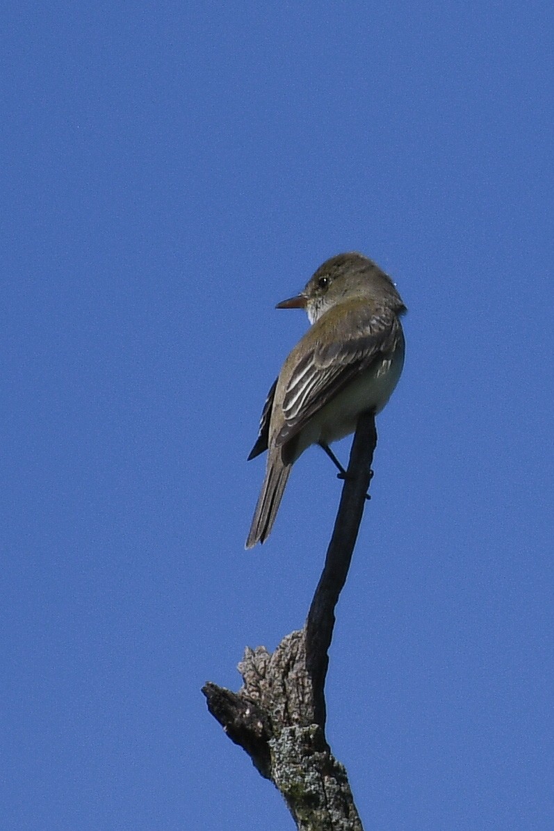 Willow Flycatcher - BC Wilkes